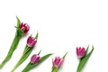 five tulips frame on a white background copy space