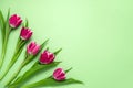 five tulips on a soft green background with copy space