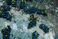 flat lay dark grape bunches on a textured grunge background Royalty Free Stock Photo