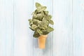 Top view or flat lay of Fittonia albivenis leaves in ice cream cone on blue wooden background with copy space Royalty Free Stock Photo