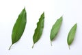 Fresh green mango leaves,leaf isolate on white background Royalty Free Stock Photo