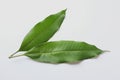 Fresh green mango leaves,leaf isolate on white background Royalty Free Stock Photo