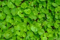 Top view Flat lay of Gotu kolaCentella asiatica green leaves textured