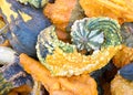 Close up top view of colorful autumn gourds in various colors Royalty Free Stock Photo