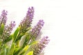 Bouquet of violet lilac purple lavender flowers arranged on white table background. Royalty Free Stock Photo