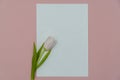 Top view or flat lay of purple and white tulip flowers and blank paper card on pink background with copy space for text Royalty Free Stock Photo