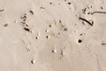 Top view of flat sand with seashells and twigs stuck in the sand