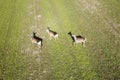 Top view of a flock of roe deer with shadows on meadow Royalty Free Stock Photo