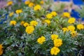 Top view flower bed high intensity dense of vibrant golden blooms yellow dwarf petite French marigolds growing at backyard garden