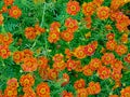 Top view of flower bed with many orange blooming tagetes