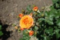 Top view of flower of orange rose Royalty Free Stock Photo