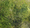 Top view of a flower clearing in the garden. Dandelions are yellow flowers and other flowers