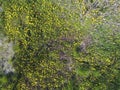 Top view of a flower clearing in the garden. Dandelions are yellow flowers and other flowers