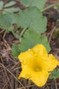 Top view of flower of squash in organic vegetable garden Royalty Free Stock Photo