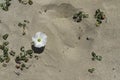 Top view of the flower of the white coastal bindweed on the sand dunes.