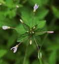 Top view flower