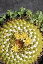 Top view of a flowering cactus Royalty Free Stock Photo