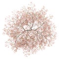 Top view of flowering peach tree isolated on white