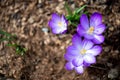 Free Stock Photo 7879 Flowering purple crocus | freeimageslive