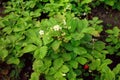 Top view of flowering strawberry bushes on a personal plot Royalty Free Stock Photo