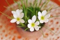 top view of flowers rain lily closeup