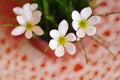 Top view of flowers rain lily closeup