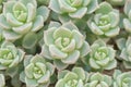 Top view flowers small Succulent echeveria cactus flowers stone roses moss plan group blooming in garden