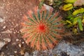 Top view of fluffy cactus in the wild. Beautiful nature abstract background. Tropical concept. Flat lay. Growing beautiful cactus Royalty Free Stock Photo