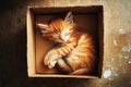 A top view of a fluffy kitten curled up in the corner of an empty box, content and quiet, with soft fur contrasting Royalty Free Stock Photo