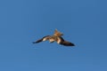 Top view flying red kite milvus milvus bird, blue sky Royalty Free Stock Photo
