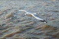 Top view flying seagulls in ocean Royalty Free Stock Photo