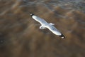 Top view flying seagulls in ocean Royalty Free Stock Photo