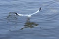 Top view flying seagulls in ocean Royalty Free Stock Photo