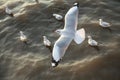 Top view flying seagulls in ocean Royalty Free Stock Photo