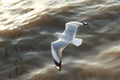 Top view flying seagulls in ocean Royalty Free Stock Photo