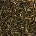 Top view fodder worms for exotic animals