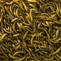 Top view fodder worms for exotic animals