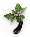 Top view food eggplant with flowers and leaf isolated on white b