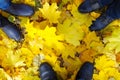 Top view of a foot in the autumn boots family of three people Royalty Free Stock Photo