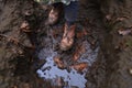 top view of a foot stepping into a muddy puddle