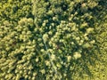 Top view of a forest of deciduous trees and expensive sunny day. Aerial view from the drone. Foliage background Royalty Free Stock Photo