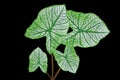 Top view four caladium leaf Angel Wing Caladium white green striped colour isolated on black background stock photo or