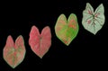 Top view four caladium plant leaf red white green colour isolated on black background stock photo or illustration design, beauty