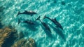 Top view of four dolphins swimming gracefully through turquoise waters Royalty Free Stock Photo