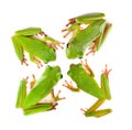 Top view on four frogs