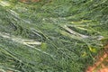 Top view of fragment of bunch of fresh dill stems