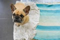 Top view of a french bulldog looking at the camera. Royalty Free Stock Photo