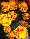 Top view of French marigold flower . Tagetes patula