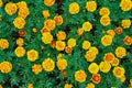 Top view of French Marigolds flower in garden