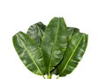 Top view. Fresh banana leaves, overlapping. Water drops all over the banana leaf area. Royalty Free Stock Photo